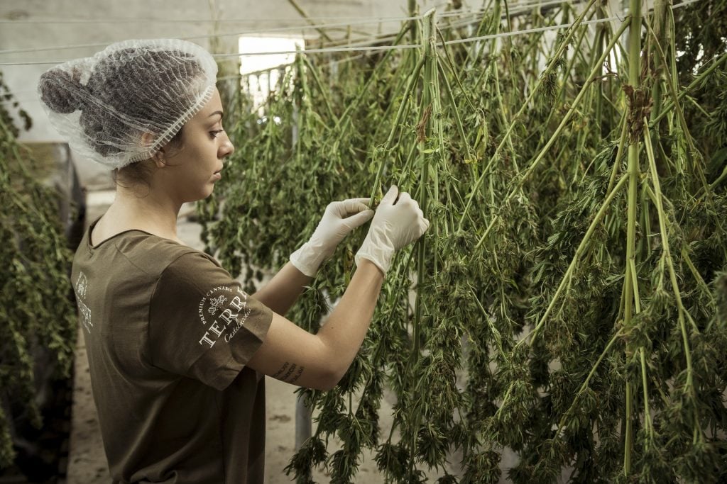 Woman tending to plants in a grow room