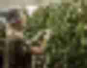 Marijuana & Hemp Grow Room Supply List & Guide