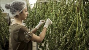 Marijuana & Hemp Grow Room Supply List & Guide Marijuana & Hemp Grow Room Supply List & Guide